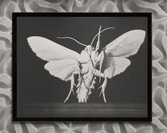 Moth - Peter Birkhauser Framed Art Print | Abstract Expressionism | Vintage Swedish Masterpiece | Limited Edition | Unique Wall Decor