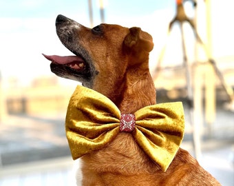 Yellow velvet Christmas bow tie for a dog in large size, oversize Xmas bow for dog collar with bright ribbon