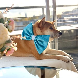 May include: A light brown dog wearing a teal blue velvet bow tie. The dog is lying down on a white surface and looking to the right.