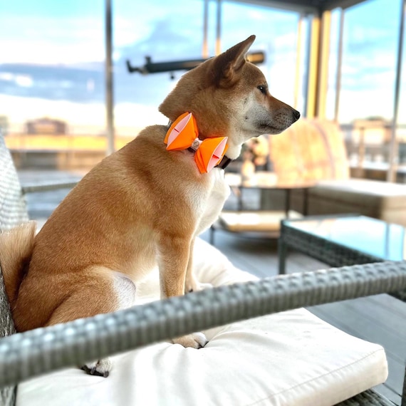 Ribbon Bow Tie for a Dog Orange and White Pet Collar Bowtie Harness Bow Etsy UK