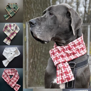 Könnte beinhalten: Ein großer grauer Hund, der einen rot-weiß karierten Schal trägt. Der Schal ist um den Hals des Hundes gebunden und hängt bis zur Brust des Hundes herunter. Der Hund schaut nach links im Bild.