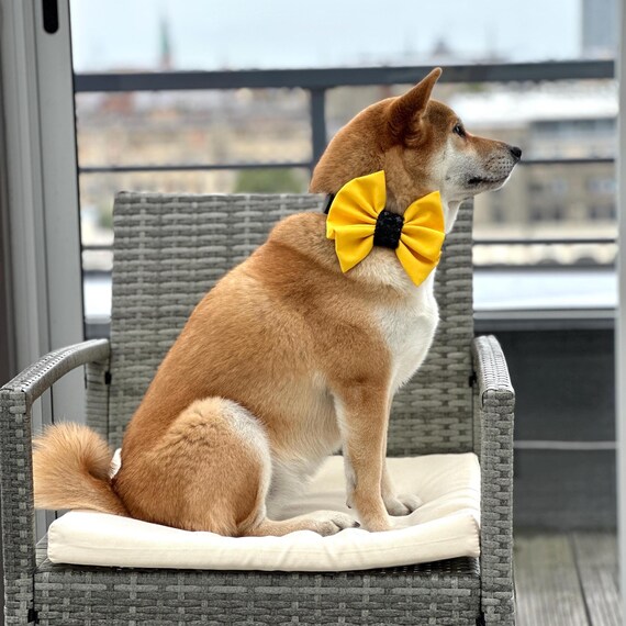 yellow bow tie for dogs