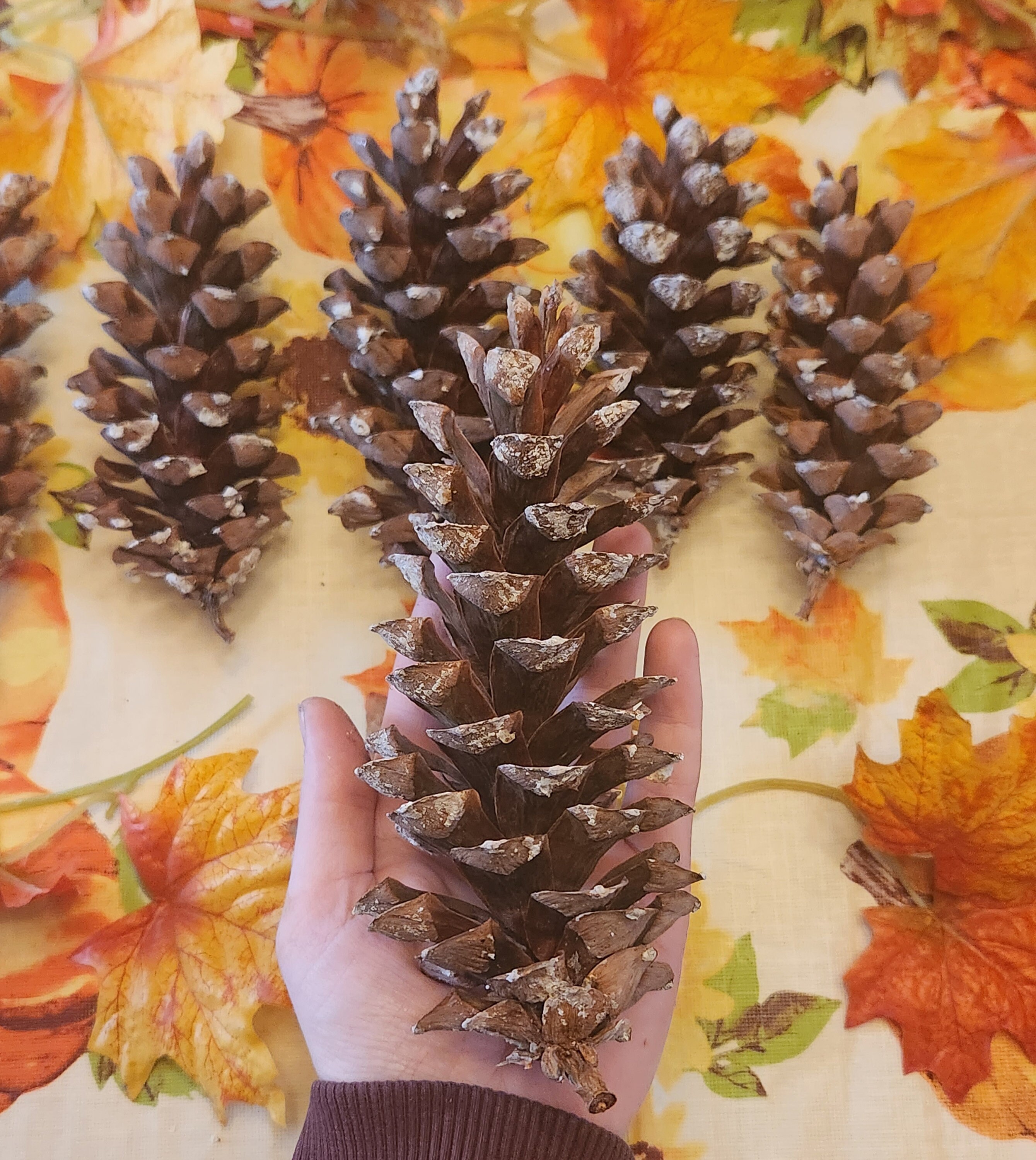 Maine White Pine Cones Small Fresh Grade A by the Dozen 