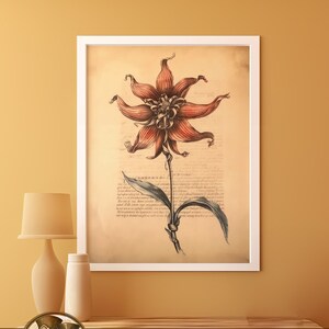 May include: A vintage botanical illustration of a red flower with a white frame. The flower has a unique, twisted shape and is surrounded by text in a faded brown color.