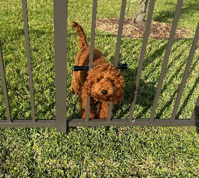 Picket Protector (Harness Not Included)