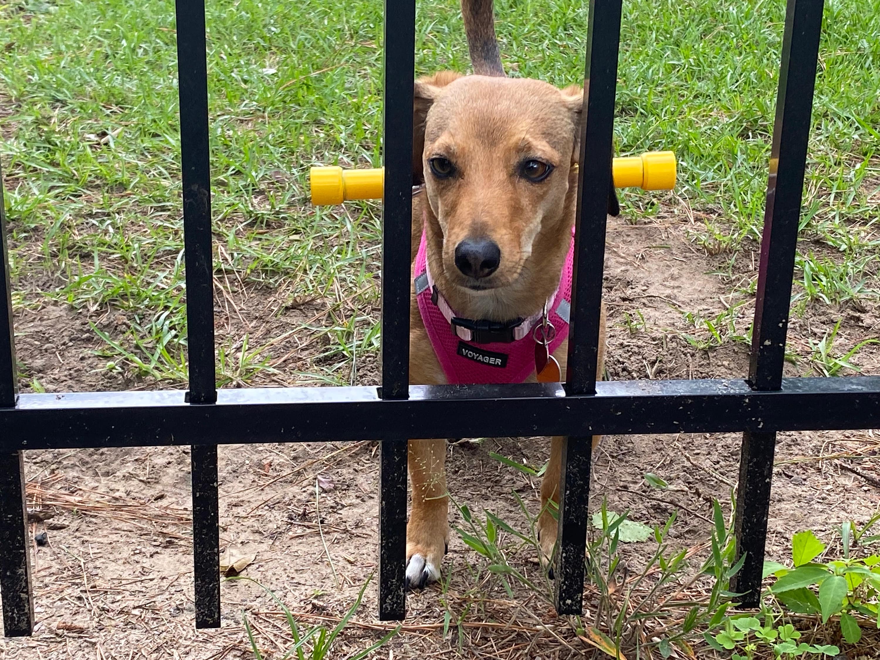 Picket Protector (Harness Not Included)