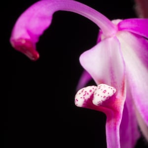 Spathoglottis Hardingiana Orchid - Pink Flowers - Southeast Asia Native
