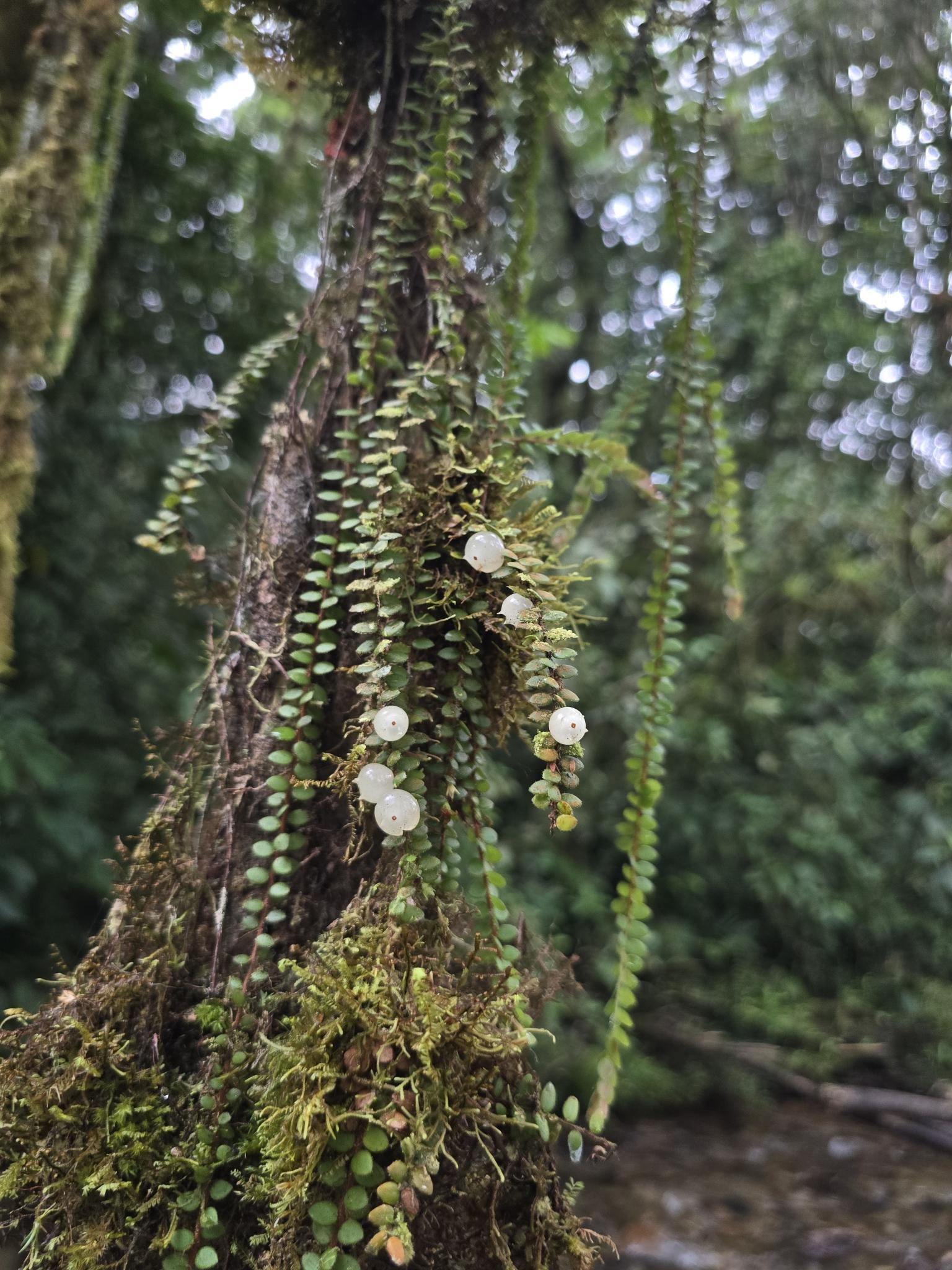 Disterigma campii- rarely offered miniature neotropical Ericaceae