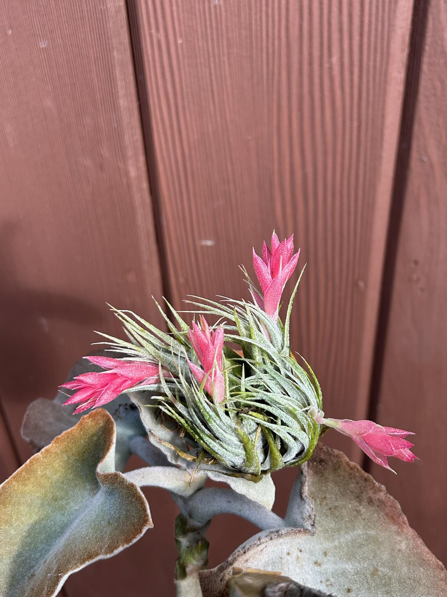 Tillandsia Sprengeliana - Miniature Air Plant (a Rare