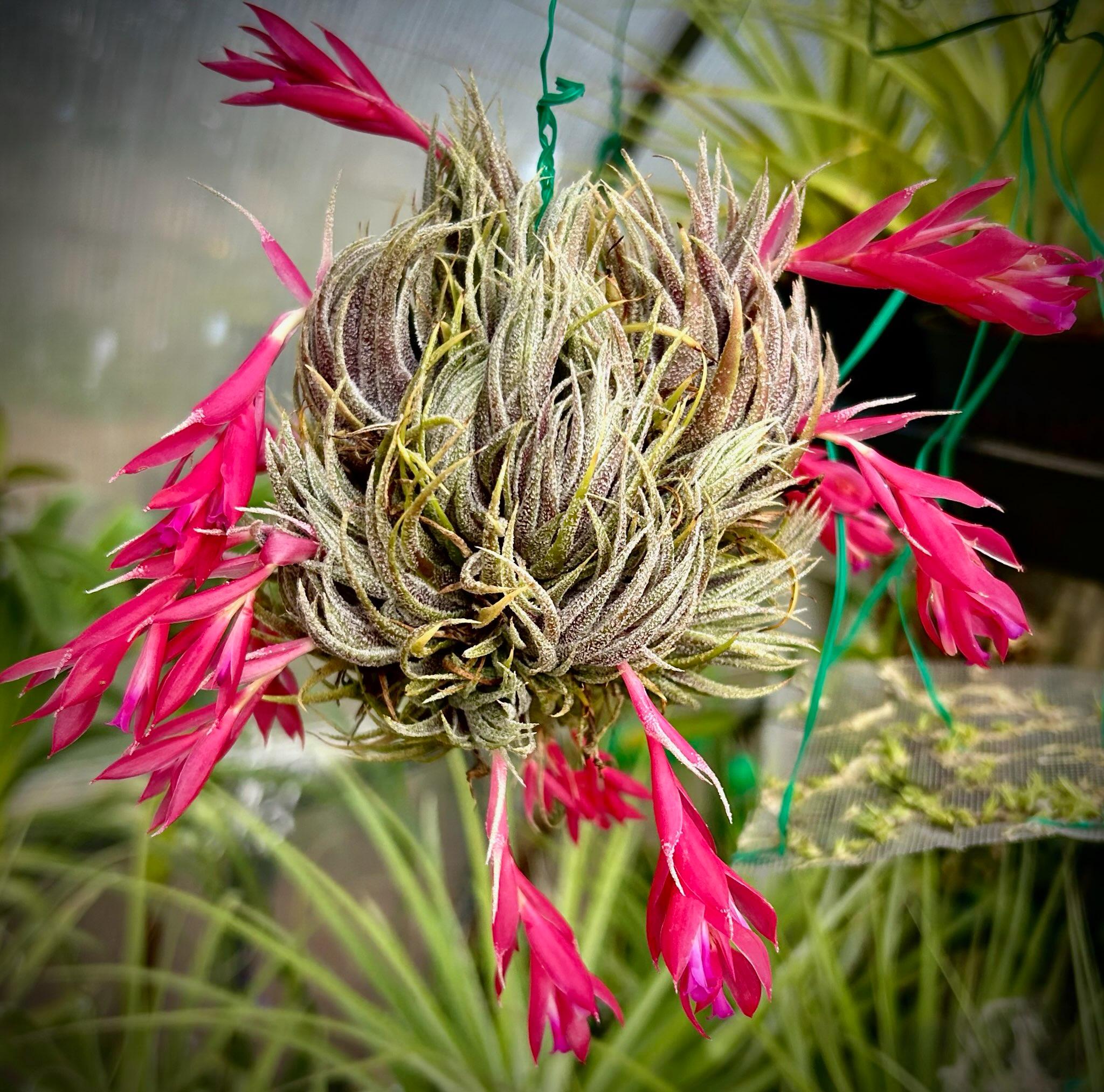 ブロメリア・エアープランツ Tillandsia sprengeliana T'S TROPICALS Tillandsia sprengeliana - Bird Rock Tropicals