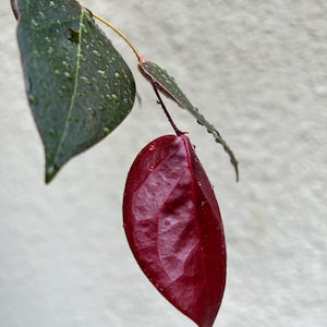 Ceratostema ingridportillae - newly described species