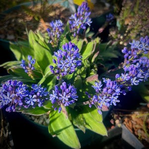 Merwilla dracomontana: rare South African Geophyte (5 seeds)