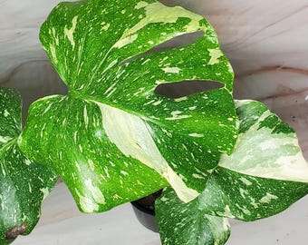 Monstera Thai Constellation High Color Variegation | Exact Rare Plant