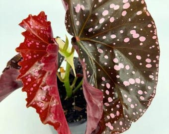 Begonia Cracklin Rosie | Angel Wing Begonia 4in