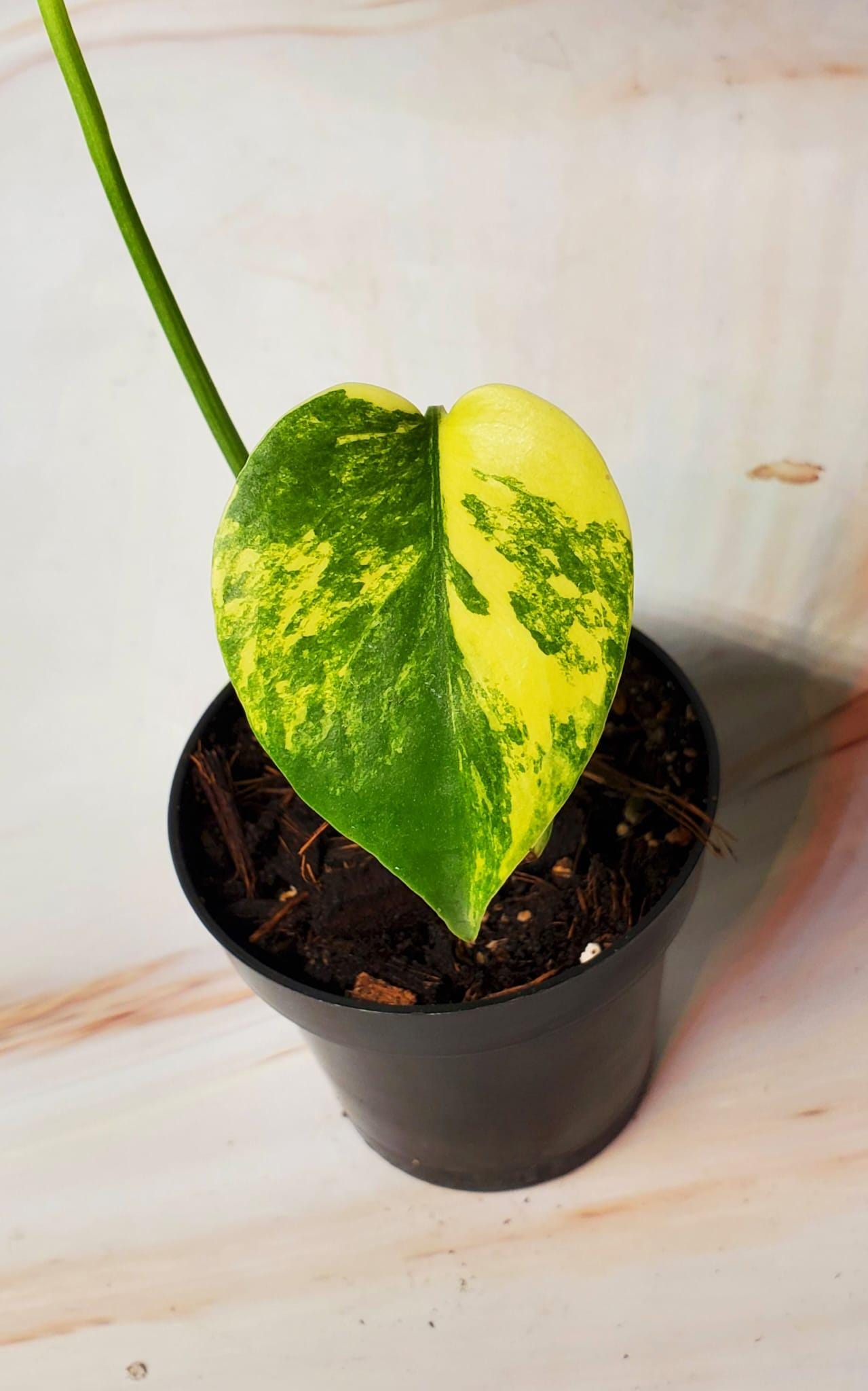 Monstera Yellow Marilyn | Exact Rare Plant