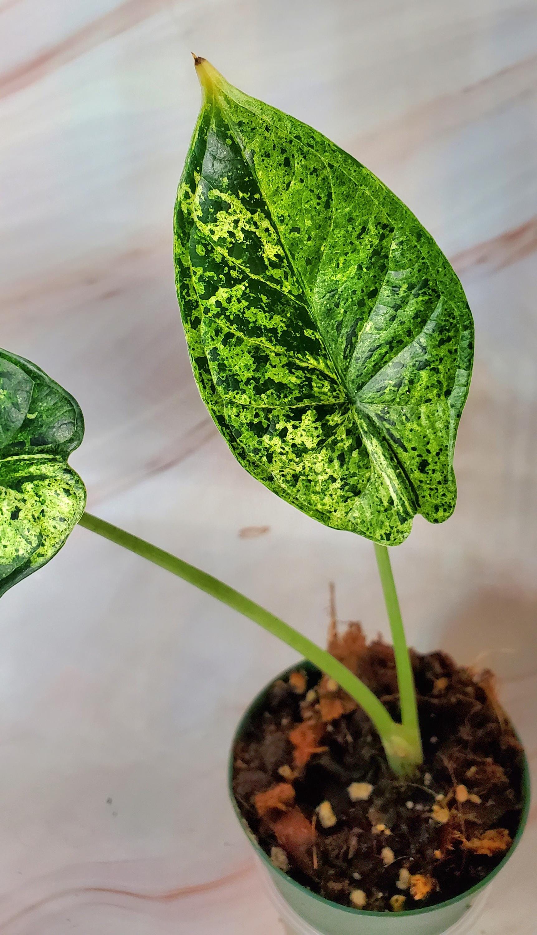 Alocasia Dragon Scale Mint - Etsy