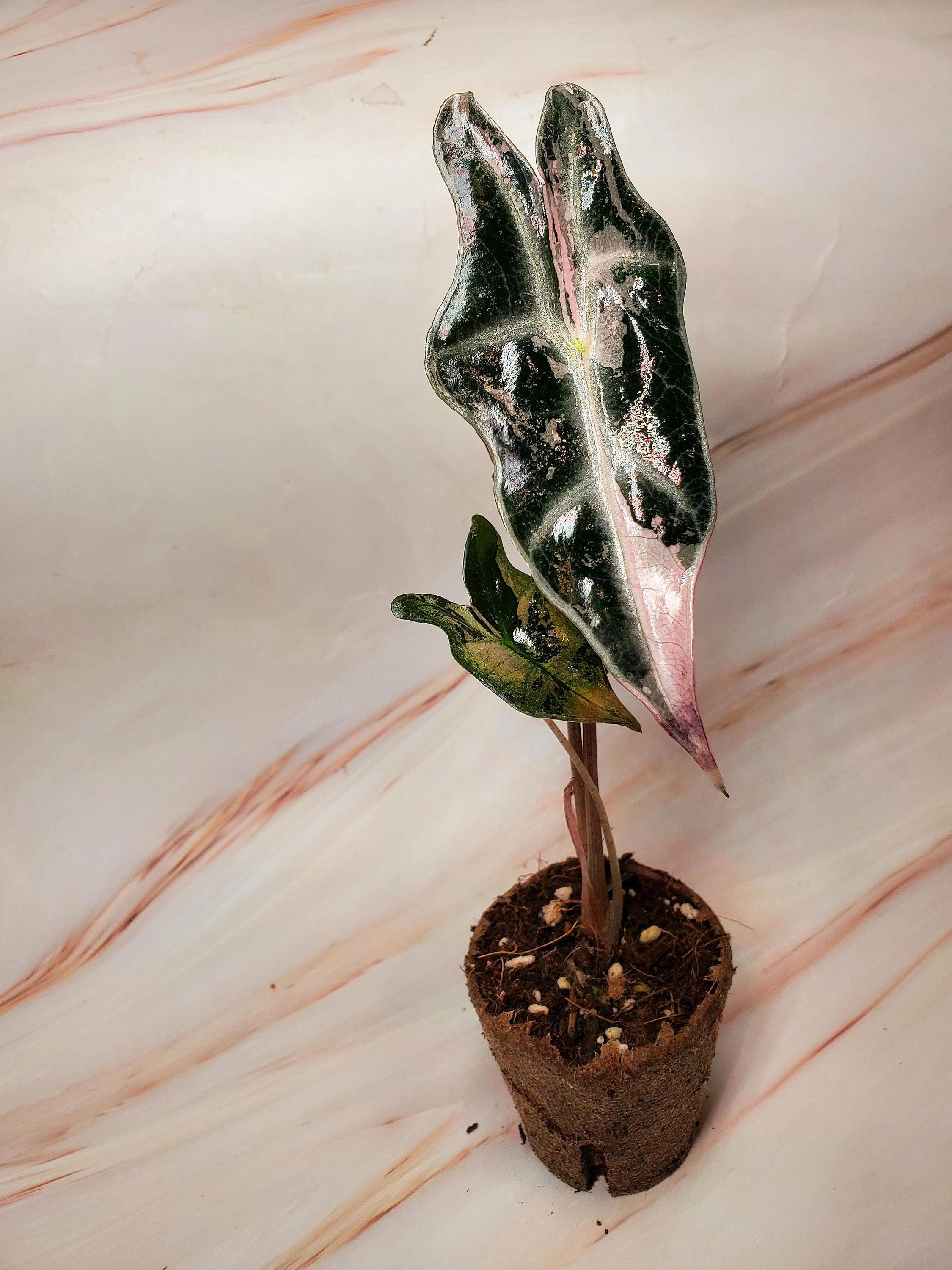 Alocasia Sanderiana Nobilis Pink Variegated - Etsy