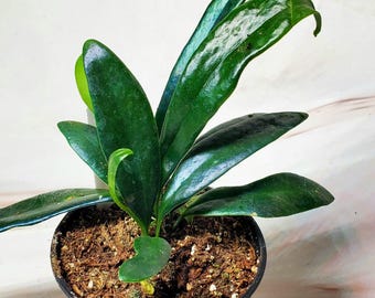 Blue Oil Fern | Rare Plant | Growers Choice | 2in