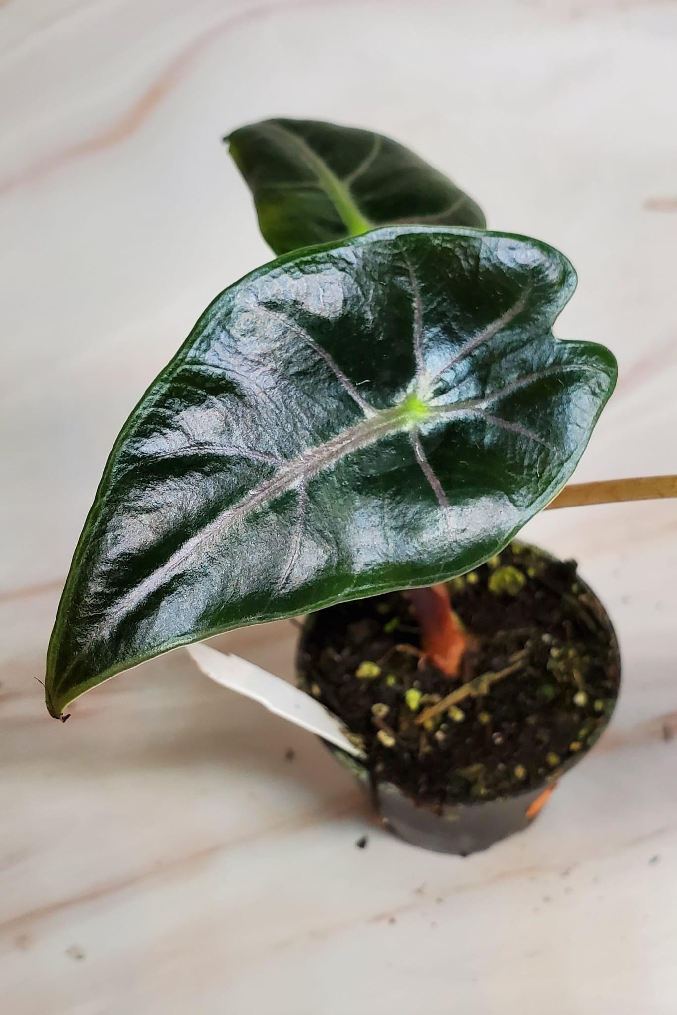 Alocasia Longiloba 'suhirmaniana