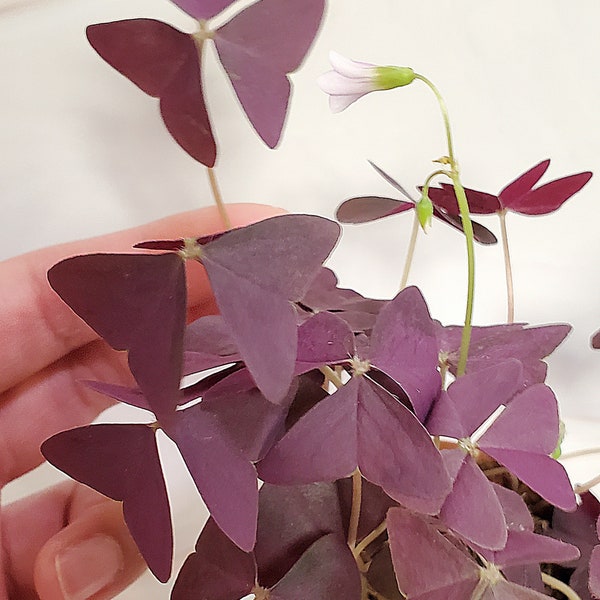Purple Oxalis Triangularis | Shamrock | Rare House Plants