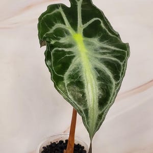 Rare Alocasia Venom | Exotic Houseplant | Exact Plant - Etsy