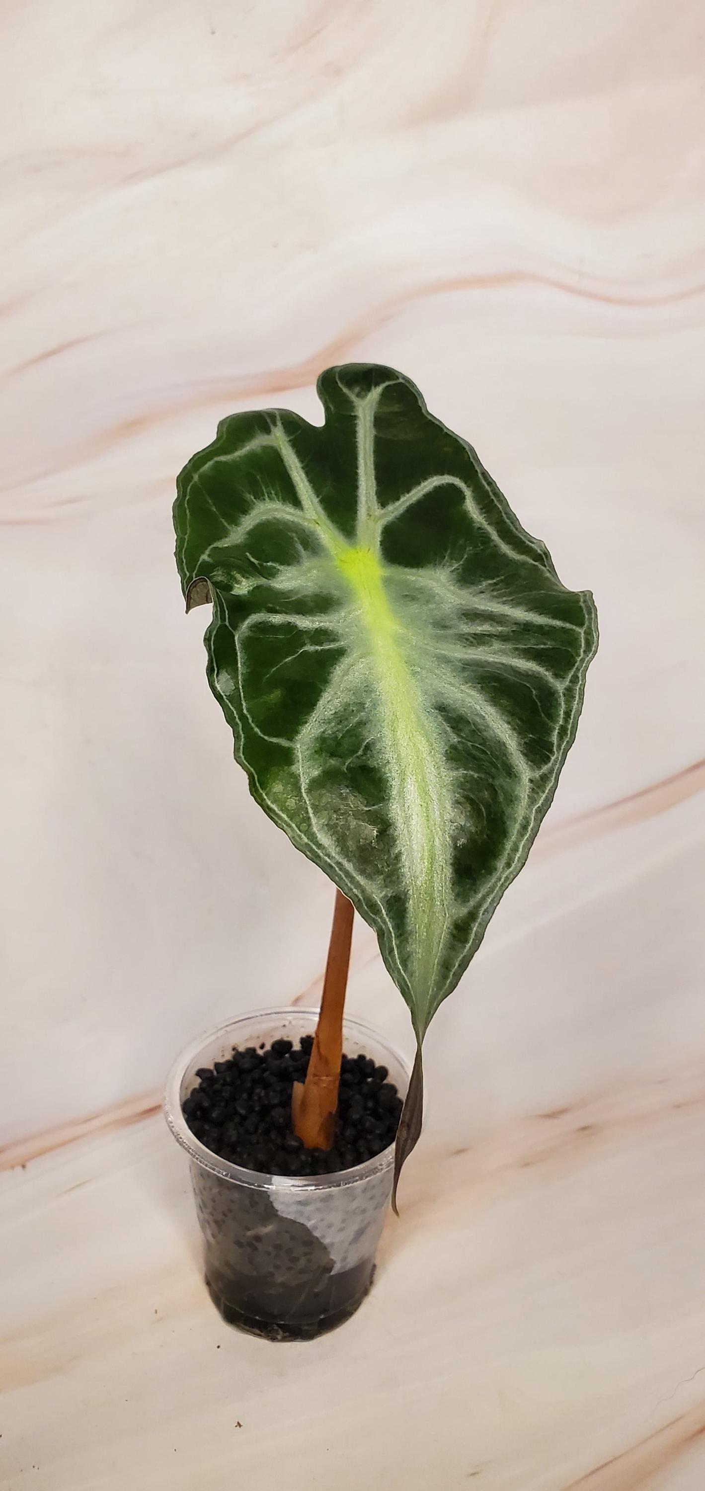 Rare Alocasia Venom | Exotic Houseplant | Exact Plant - Etsy