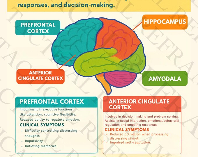 PTSD and the Brain- How Trauma Impacts the Brain - Etsy