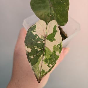 Alocasia yucatan princess - Etsy 日本