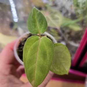 Anthurium &quot;Rubicon&quot; (Dressleri x Forgetii) x Papillilaminum