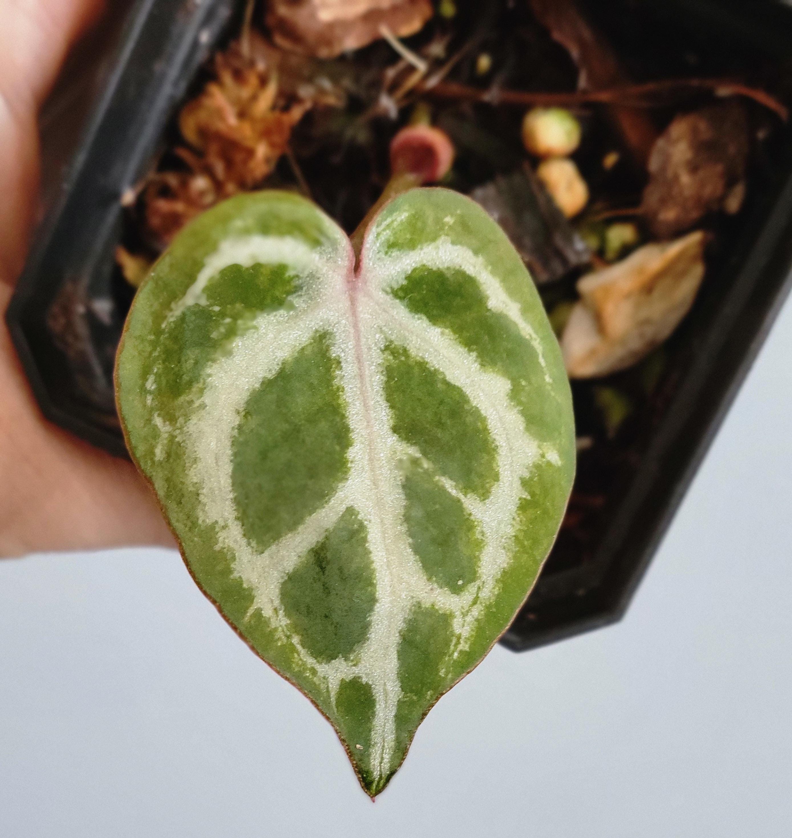 Anthurium king of spades plant - Etsy 日本 Anthurium king of spades plant - Etsy 日本