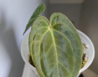 アンスリウム パピ（ミシェルxザラ） x オレンジスパイダー 斑入り