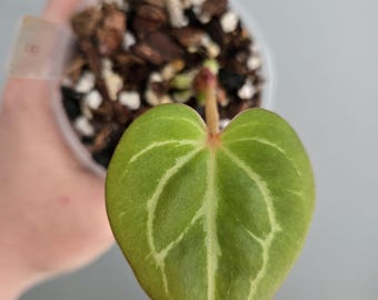 Anthurium King of Spades
