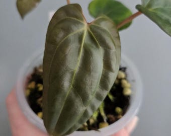 Anthurium Voldemort x self