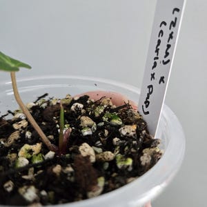 Peut inclure: Une petite plante dans un pot en plastique transparent contenant du terreau sombre m&eacute;lang&eacute; &agrave; de la perlite blanche. Une &eacute;tiquette blanche est ins&eacute;r&eacute;e dans le terreau avec le texte manuscrit noir "LZKMJ x (caria x Pap)". Une tige brune &eacute;merge.
