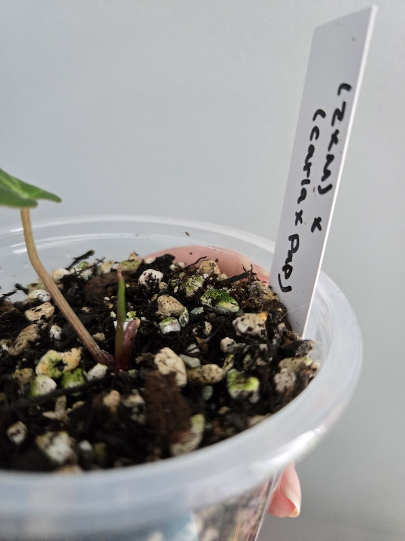 Peut inclure: Une petite plante dans un pot en plastique transparent contenant du terreau sombre m&eacute;lang&eacute; &agrave; de la perlite blanche. Une &eacute;tiquette blanche est ins&eacute;r&eacute;e dans le terreau avec le texte manuscrit noir "LZKMJ x (caria x Pap)". Une tige brune &eacute;merge.