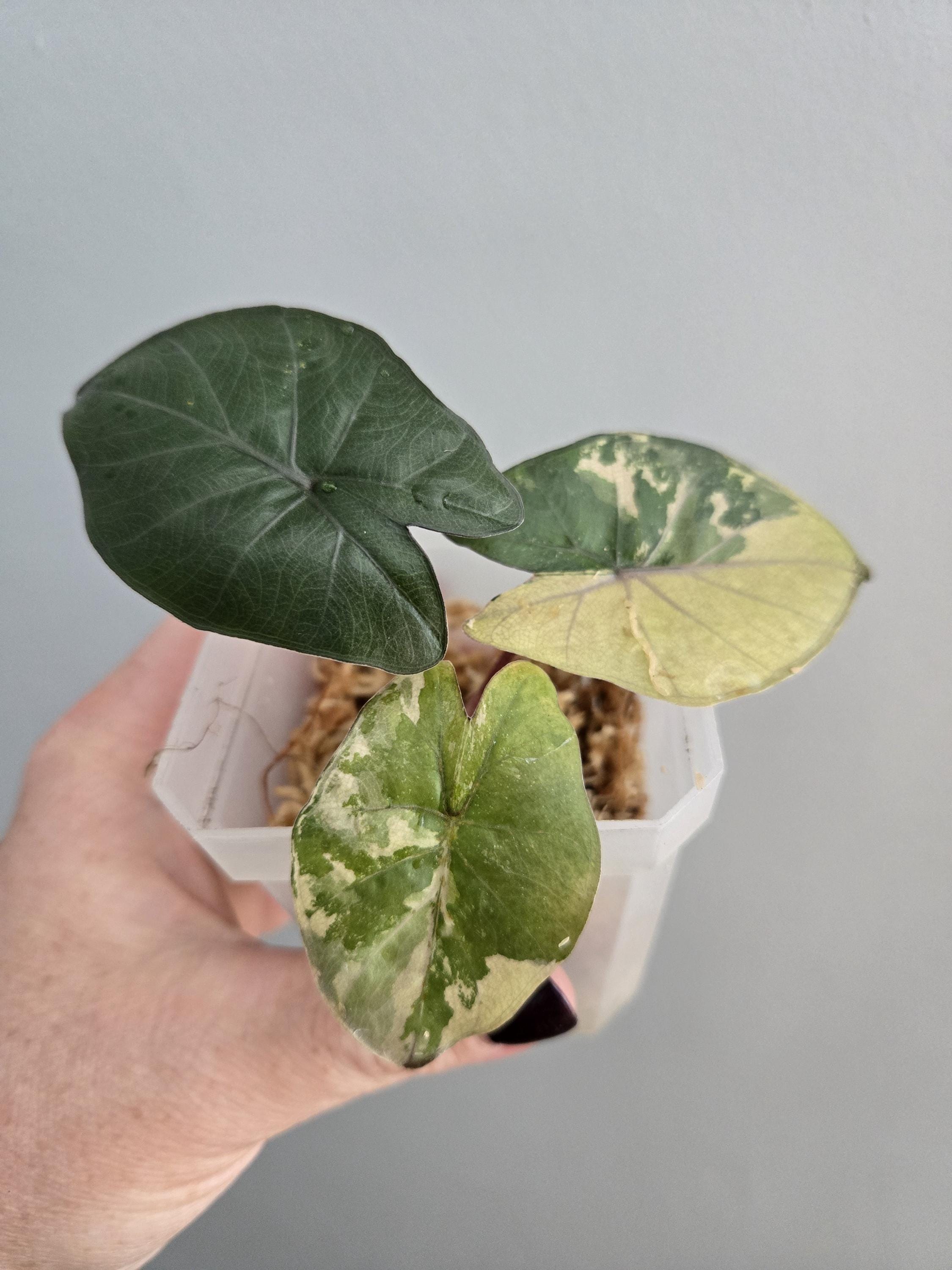 Alocasia yucatan princess - Etsy 日本