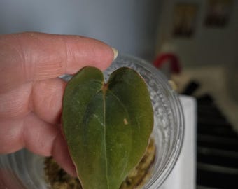 Anthurium Antolakii x Self