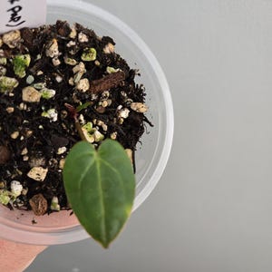 Peut inclure: Un petit plant &agrave; feuilles en forme de c&oelig;ur poussant dans un gobelet en plastique transparent rempli de terreau sombre, de perlite et d'&eacute;corces. Une &eacute;tiquette d'identification blanche avec du texte manuscrit noir est ins&eacute;r&eacute;e dans le terreau.