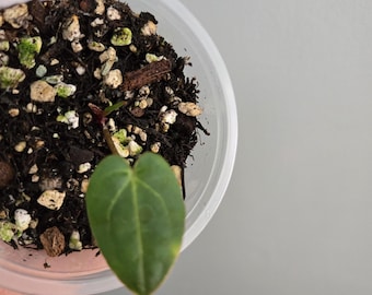 Anthurium (Zara x Michelle) x (Carlablackiae x Papillilaminum)