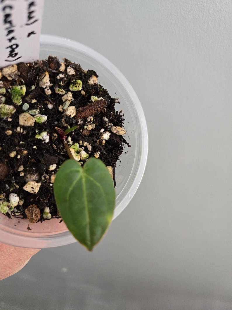 Peut inclure: Un petit plant &agrave; feuilles en forme de c&oelig;ur poussant dans un gobelet en plastique transparent rempli de terreau sombre, de perlite et d'&eacute;corces. Une &eacute;tiquette d'identification blanche avec du texte manuscrit noir est ins&eacute;r&eacute;e dans le terreau.