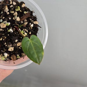 Peut inclure: Une petite plante &agrave; feuille en forme de c&oelig;ur vert poussant dans un gobelet en plastique transparent rempli de terreau sombre m&eacute;lang&eacute; &agrave; de la perlite blanche. La plante a une fine tige rouge&acirc;tre &eacute;mergeant du sol, et la surface est textur&eacute;e.