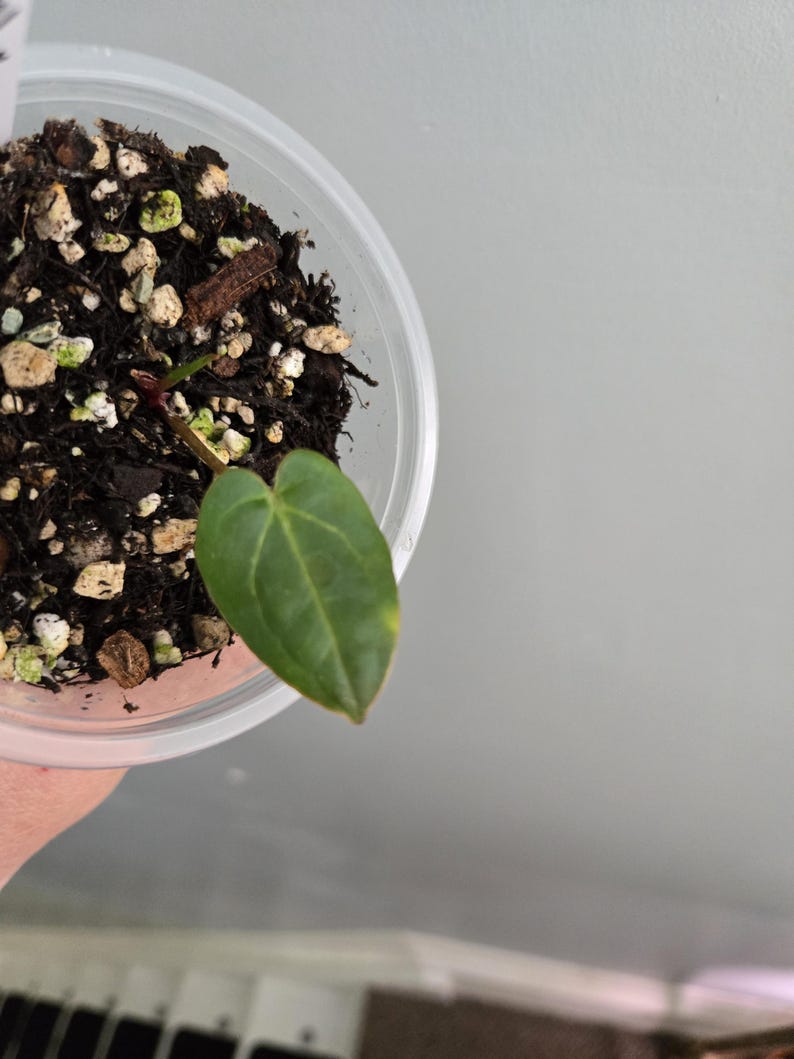 Peut inclure: Une petite plante &agrave; feuille en forme de c&oelig;ur vert poussant dans un gobelet en plastique transparent rempli de terreau sombre m&eacute;lang&eacute; &agrave; de la perlite blanche. La plante a une fine tige rouge&acirc;tre &eacute;mergeant du sol, et la surface est textur&eacute;e.