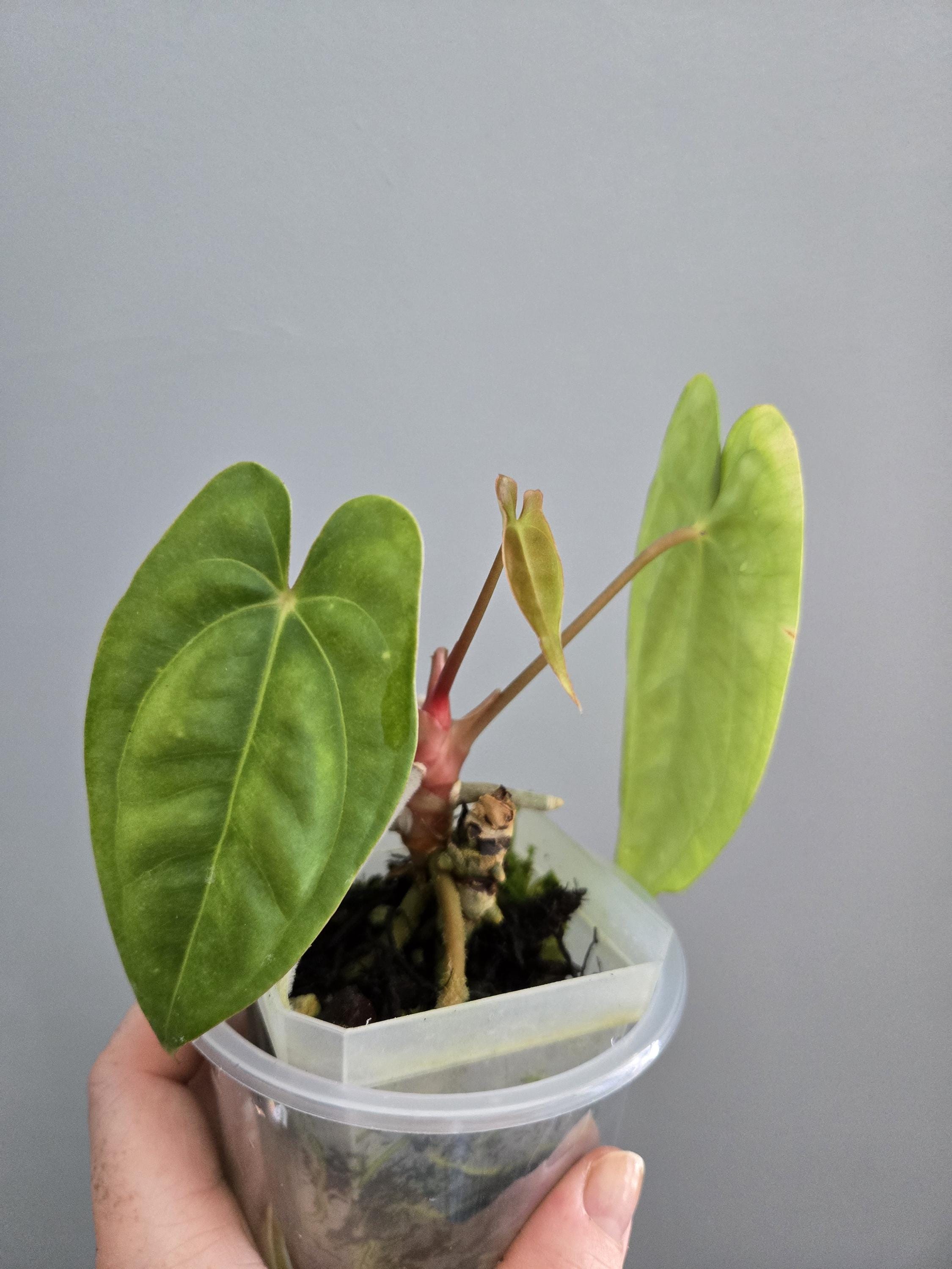 アンスリウム シルバー ブラッシュAnthurium Silver Blush アンスリウム シルバーブラッシュ | AQUASHOP つきみ堂