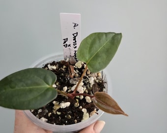 Anthurium (Dressleri x Forgetii) x Papillilamine