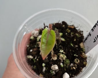 Anthurium BVIT x Black Sweet
