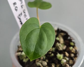 Anthurium (FTG Crystallinum x NSE Red Crystal) x RG Dressleri