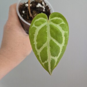 Anthurium zara x anthurium michelle - Etsy 日本
