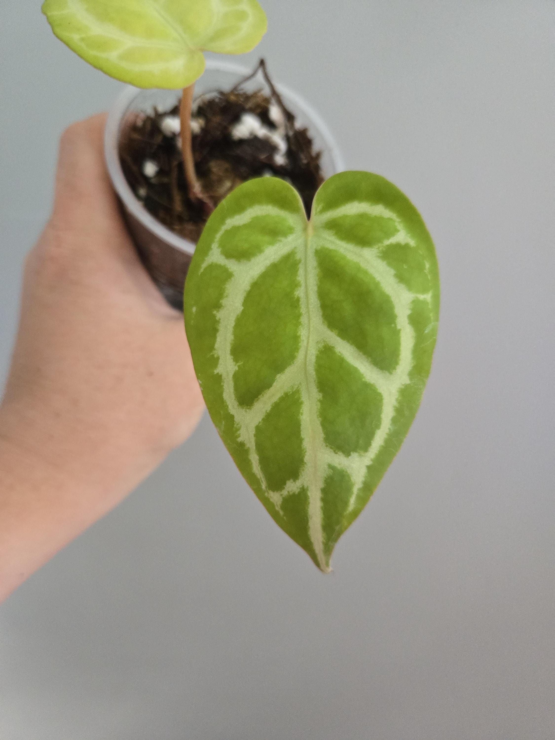 Anthurium zara x anthurium michelle - Etsy 日本