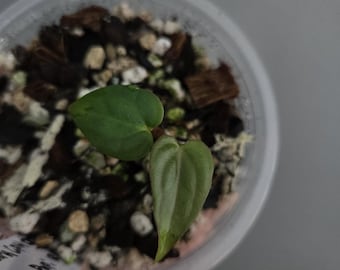 Anthurium Carlablackiae GPH001 x Papillilame RA6