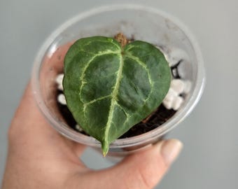 Anthurium RCHU x Forgetti